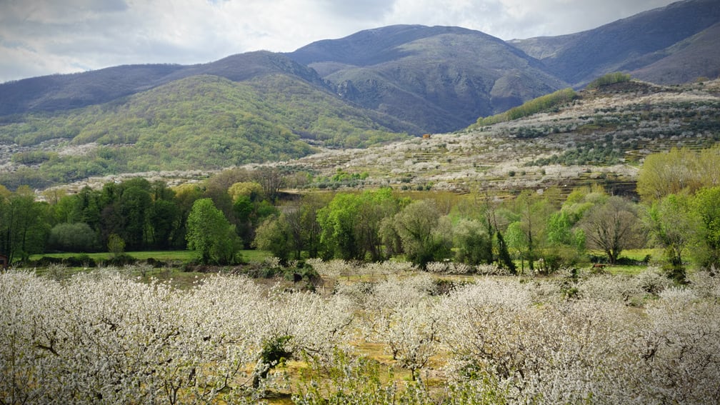 caceres-jerte-fiesta-del-cerezo-en-flor