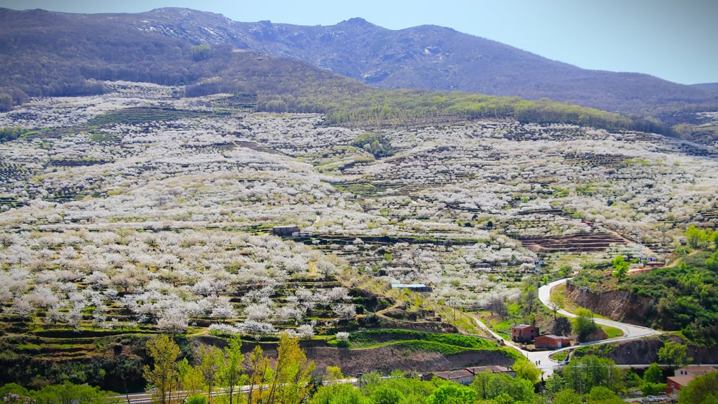 caceres-jerte-fiesta-del-cerezo-en-flor